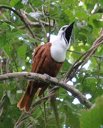 Costa Rica Bird Watching