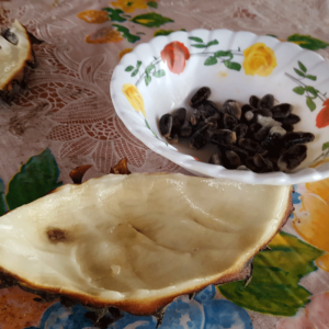 Soncoya bi ri bi exotic Fruit of Costa Rica