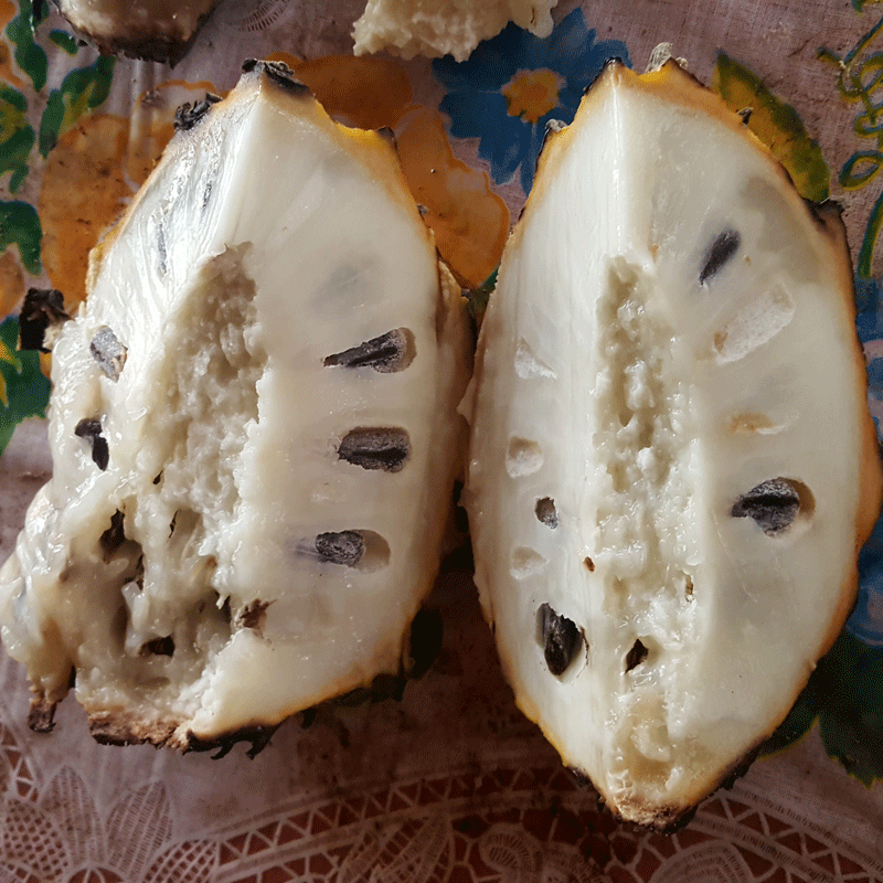 Soncoya bi ri bi exotic Fruit of Costa Rica