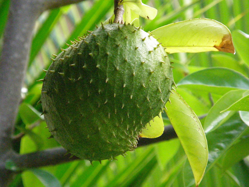 Guanabana Soursop exotic fruits Costa Rica